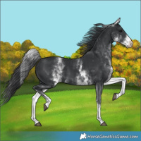Horse Color:White Spotted Black
