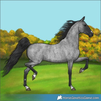Horse Color:Blue Roan 