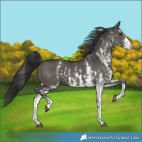 Horse Color:Black Sabino 