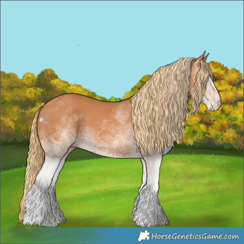 Horse Color:White Spotted Chestnut 