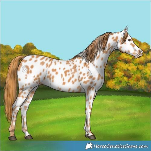 Horse Color:Chestnut Appaloosa 