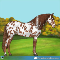 Horse Color:Chestnut Near Leopard 