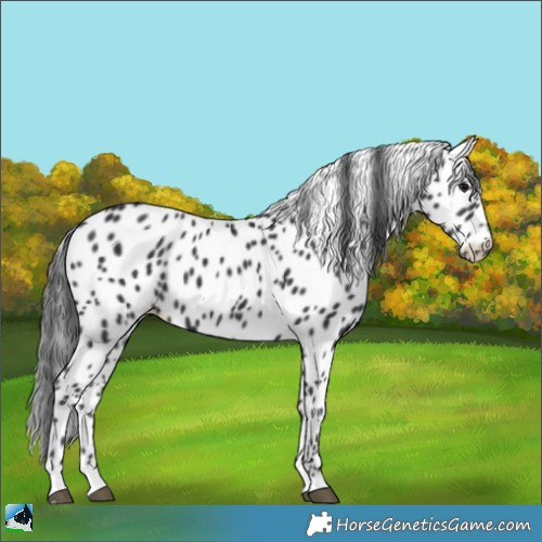 Horse Color:Black Appaloosa
