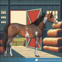 Horse Color:Bay Sabino 
