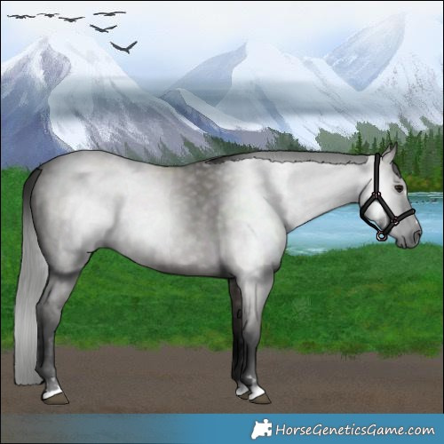 Horse Color:Gray Grullo 