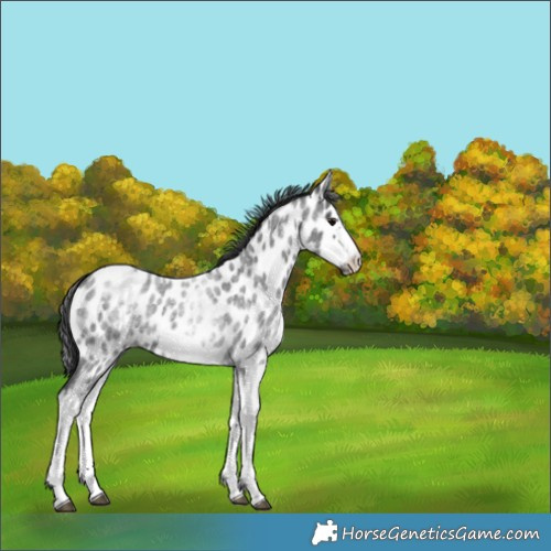 Horse Color:White Spotted Blue Roan Splash Frame Appaloosa