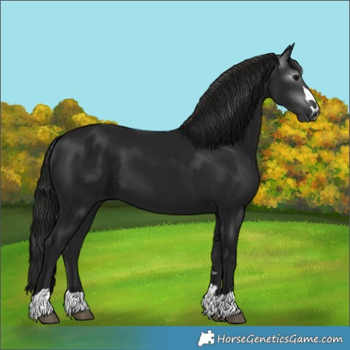 Horse Color:Gray Black 