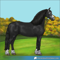 Horse Color:Gray Black 