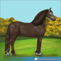 Horse Color:Gray Chestnut 