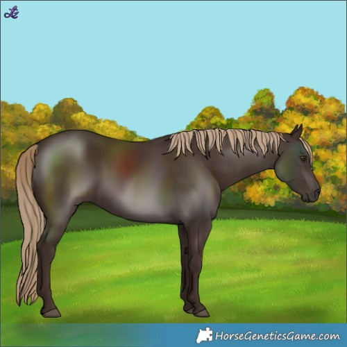 Horse Color:Liver Chestnut 