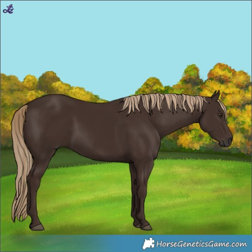 Horse Color:Liver Chestnut