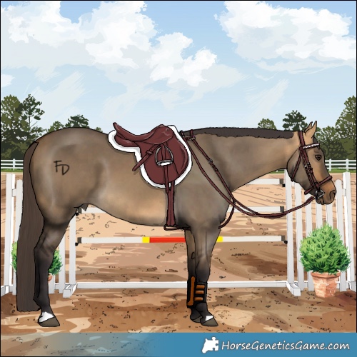 Horse Color:Buckskin Dun 