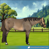 Horse Color:Buckskin Dun 