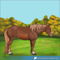 Horse Color:Chestnut Appaloosa 
