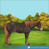 Horse Color:Liver Chestnut Splash 