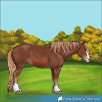 Horse Color:Chestnut 