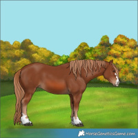 Horse Color:Chestnut 