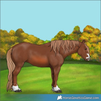 Horse Color:Chestnut 