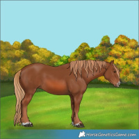 Horse Color:Chestnut 