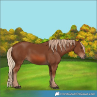 Horse Color:Chestnut 