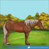 Horse Color:Chestnut 