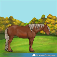 Horse Color:Chestnut 