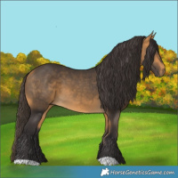 Horse Color:Buckskin 