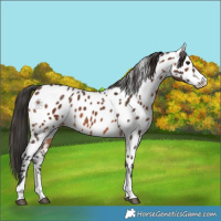 Horse Color:Brown Appaloosa 