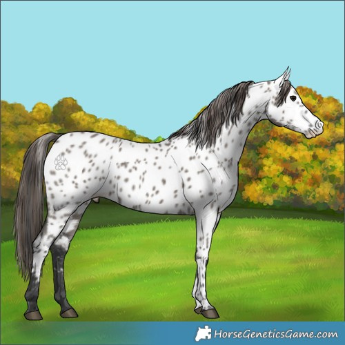 Horse Color:Grullo Appaloosa