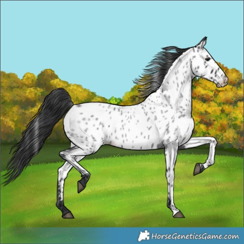 Horse Color:Blue Roan Appaloosa 