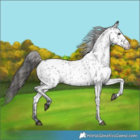 Horse Color:Blue Roan Near Leopard 