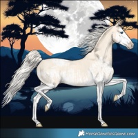 Horse Color:Cremello Splash Appaloosa and Cremello Splash Appaloosa