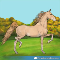 Horse Color:Gold Champagne Varnish
