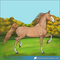 Horse Color:Chestnut Varnish
