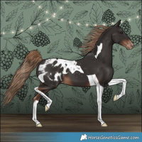 Horse Color:Liver Chestnut Tobiano Blanket 