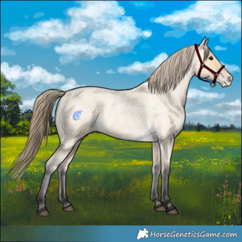 Horse Color:Buckskin Roan Appaloosa 