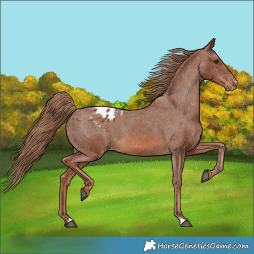 Horse Color:Chestnut Appaloosa 
