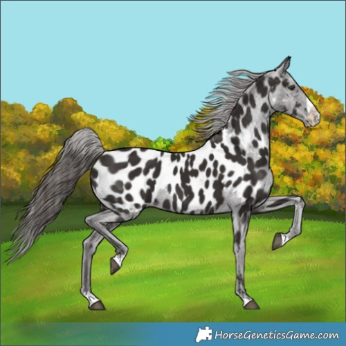 Horse Color:Liver Chestnut Splash Near Leopard 