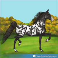 Horse Color:Liver Chestnut Splash Appaloosa 