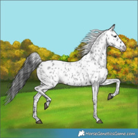 Horse Color:Blue Roan Leopard 