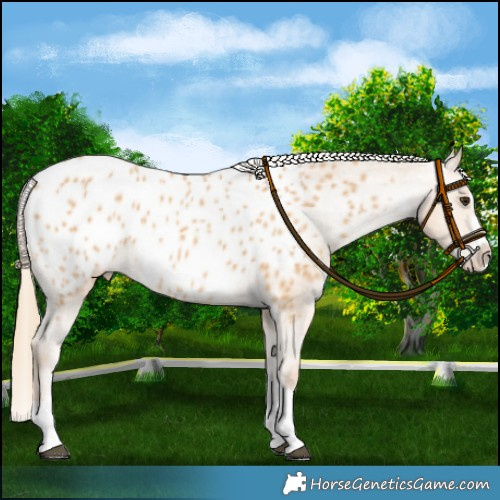 Horse Color:Red Dun Splash Appaloosa 