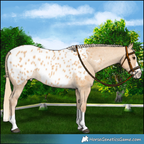 Horse Color:Red Dun Splash Appaloosa