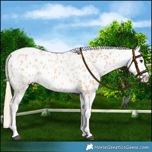 Horse Color:Red Dun Splash Near Leopard 