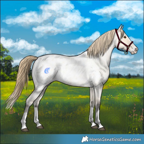 Horse Color:Buckskin Roan Dun Splash Appaloosa 