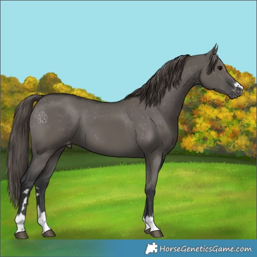 Horse Color:Grullo Appaloosa