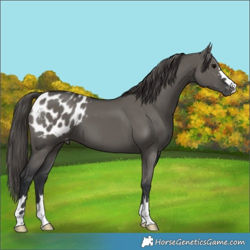 Horse Color:Grullo Appaloosa 