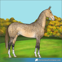 Horse Color:Buckskin Dun Mushroom Appaloosa