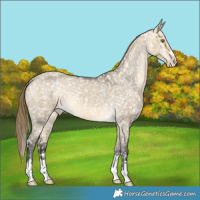Horse Color:Buckskin Dun Mushroom Appaloosa