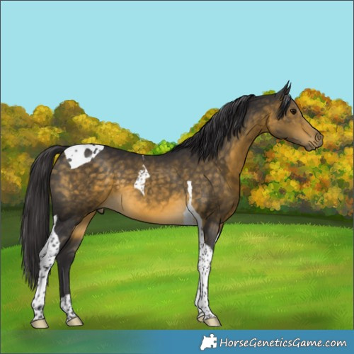 Horse Color:Buckskin Tobiano 