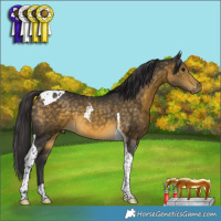 Horse Color:Buckskin Tobiano